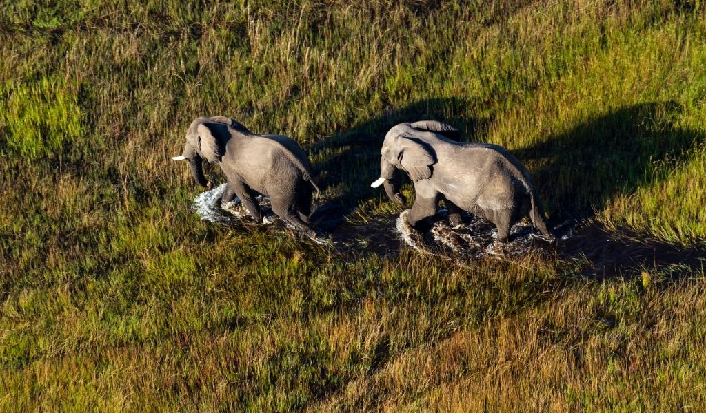 two elephants in Okavango Delta